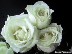 Салтанат Кемал