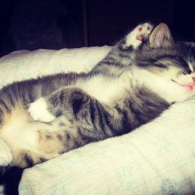 Ленуська Занина