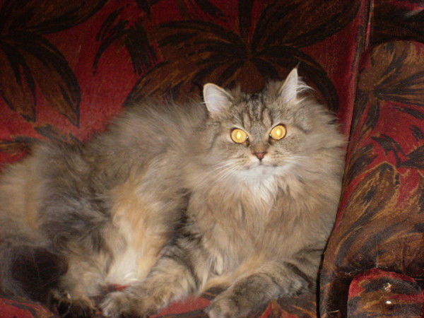 Николай Зубрин