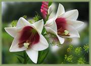 Майра Ахметова