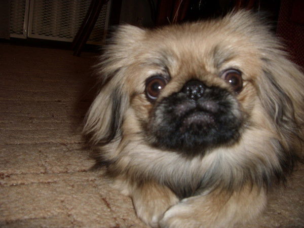 Надежда Петрухина