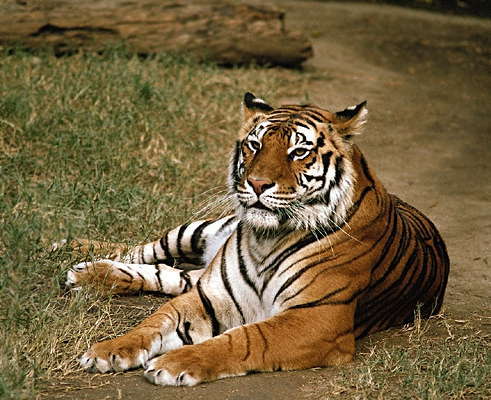 Вячеслав Бабенко