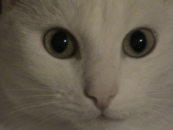 Alexander Afanasenko