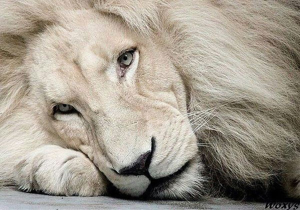 Юрий Пастухов