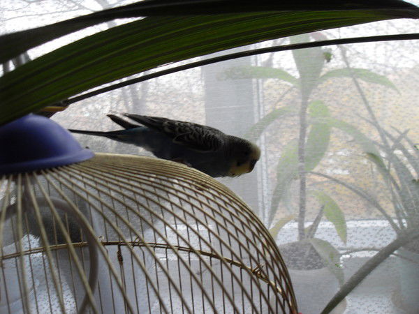 Светлана Подгорная