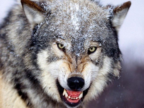 Рафаэль Сайжанов