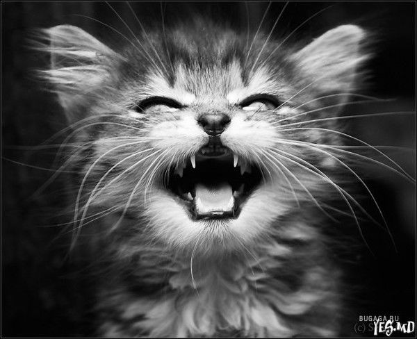 Полина Ворсина