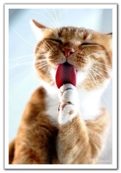 Ирина Калинкина