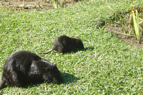 Рикки Иванова