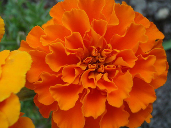 Наталья Ермолич