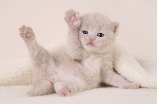 Светик Семицветик