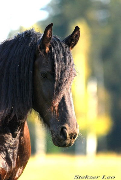 Мила Людмила