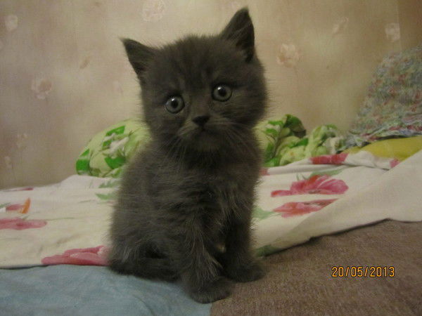 Александр Батькович