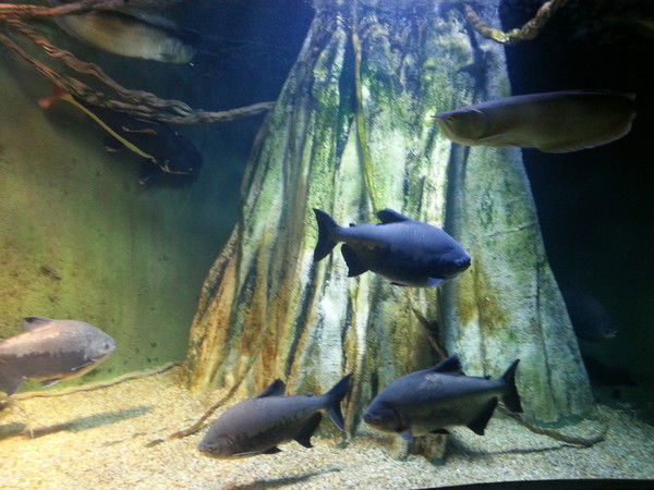 Жасулан Исмагулов