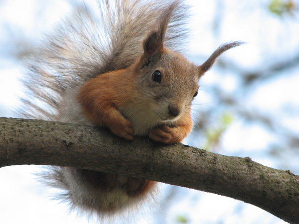 Андрей Распопов