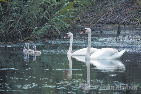 Гульзипа Искендирова