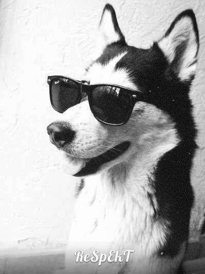 Владислав Кузьмин