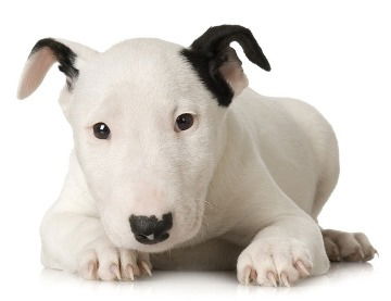 Тц Пушкинская