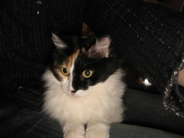 Елена Константинова