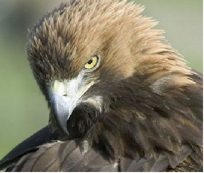 Тимерлан Гадиев