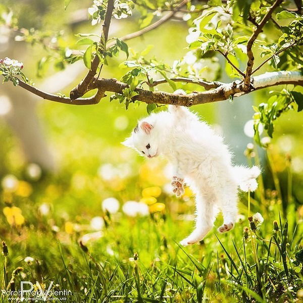 Ольга Дзюман