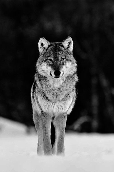 Максим Кравченко