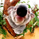 Магомед Гадисов