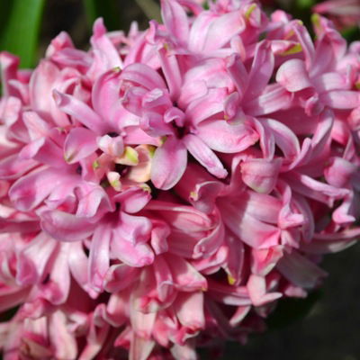 Мила Галина