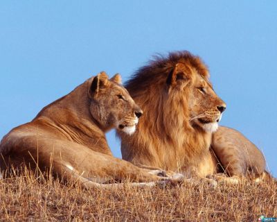 Надежда (Виктор) Венгловские