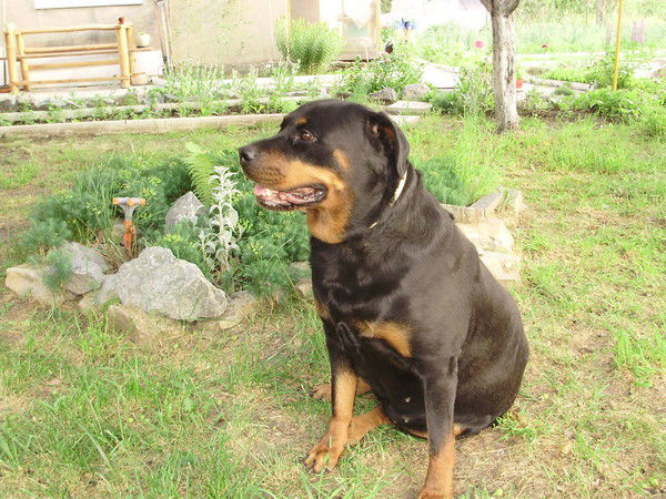 Петр Дружков