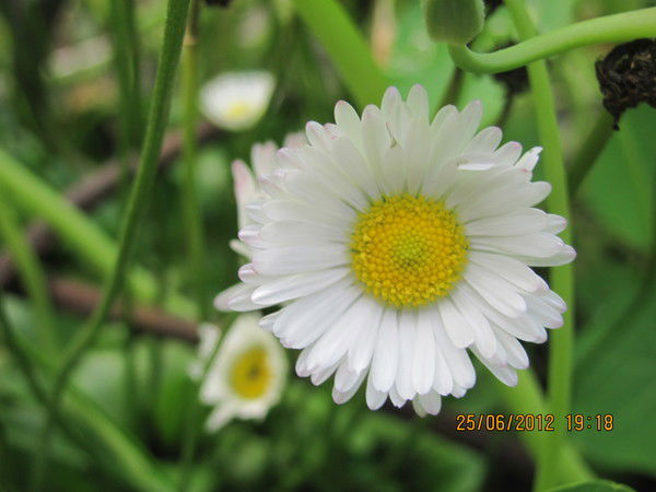 Ольга Орлова