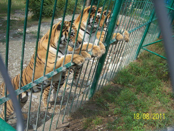 Дмитрий Даровский