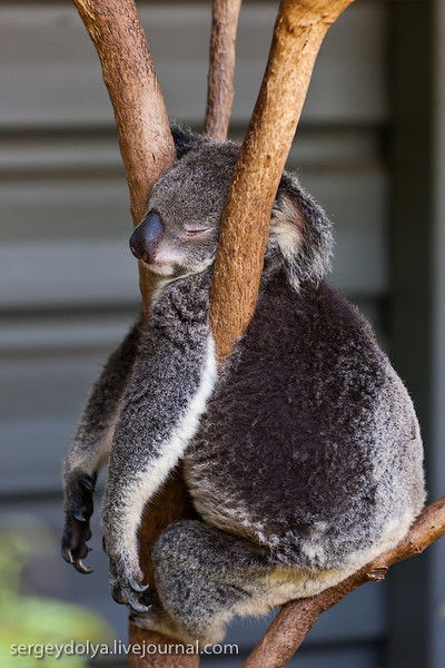 Роман Даньков