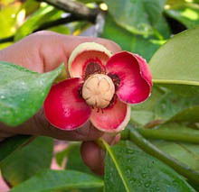 Разина Нургалиева