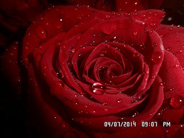 Анастасия Бродская