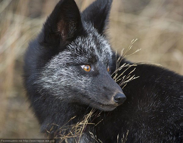 Black Fox
