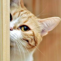 Настя Герасимова