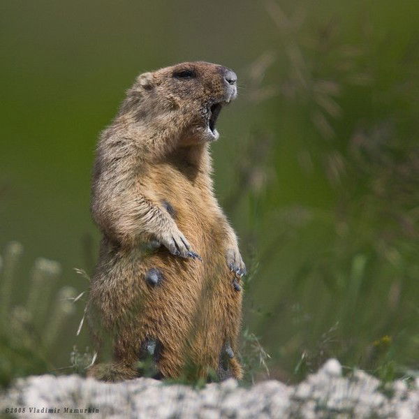 Николай Сурков