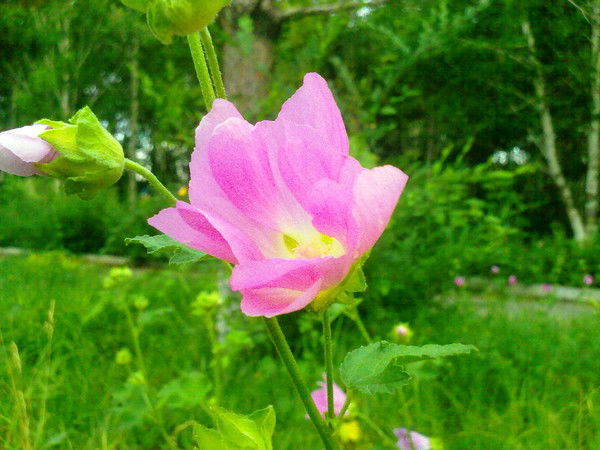 Надежда Кислицына