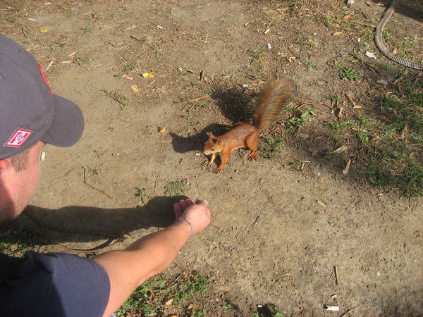 Максим Сергеев