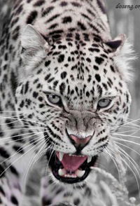 Петр Киселев