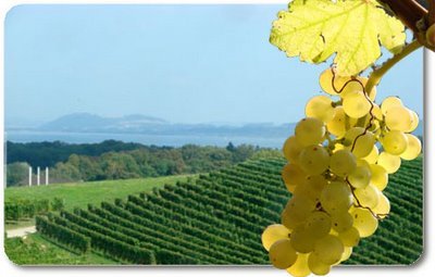 Павел Стариш