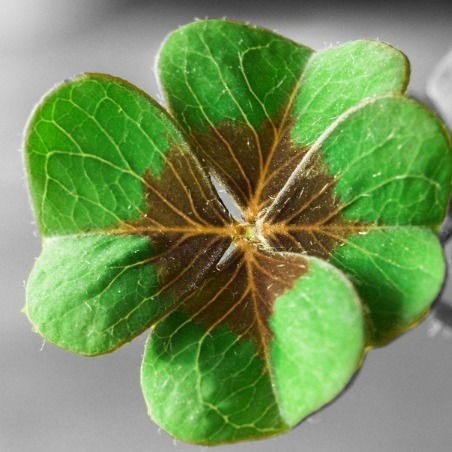 Канила Миник