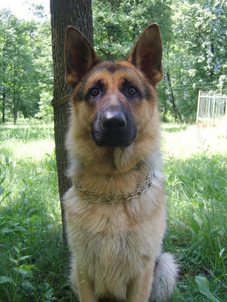 Валерий Чепуренко