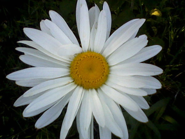 Алина Приятелева