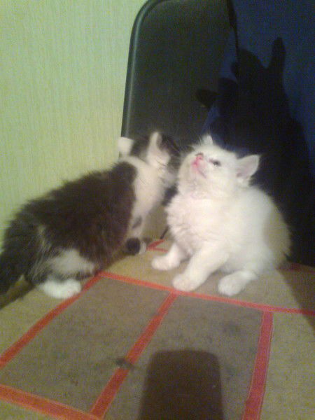 Сажида Григорян