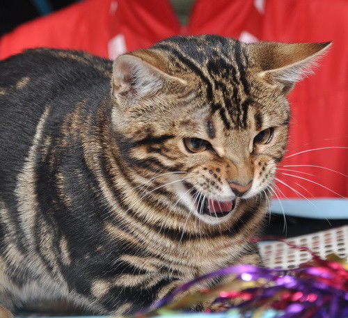 Татьяна Шибут