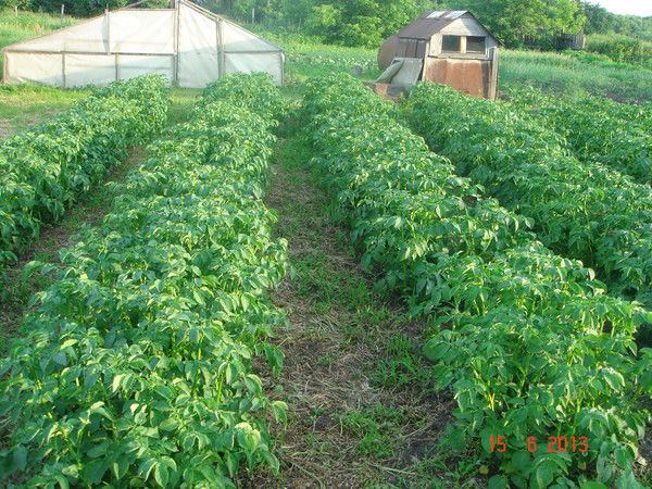 Владимир Гайдукевич