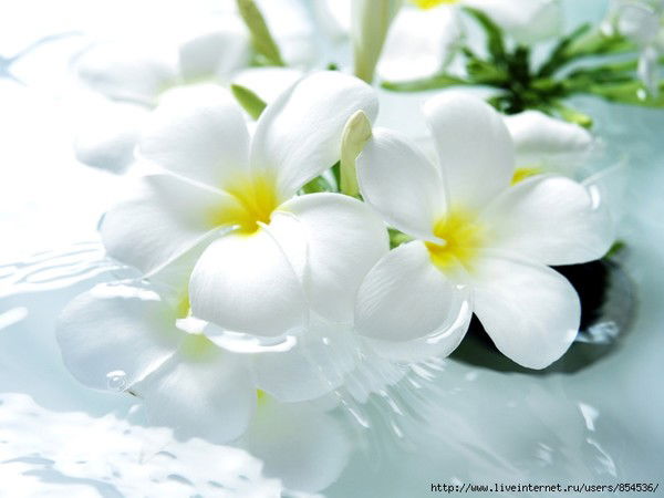 Омега Емельяново Бухгалтерия