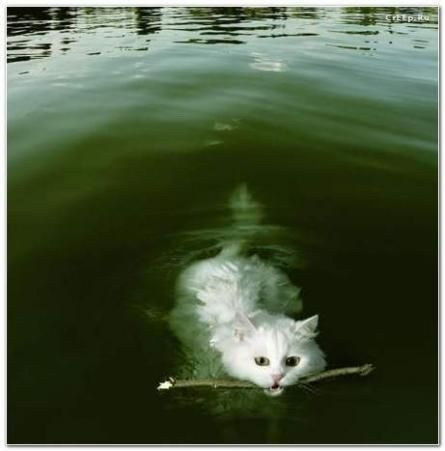 Роман Проскуряков